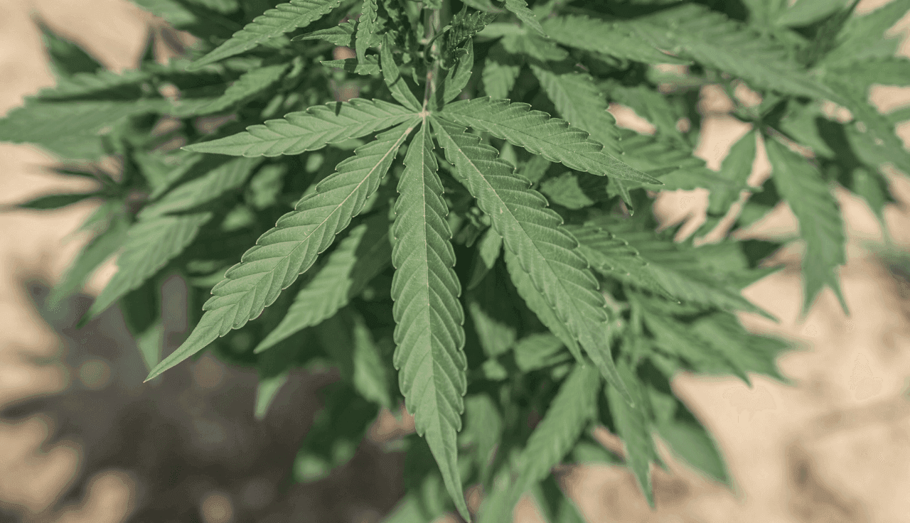 Eine Cannabispflanze von oben